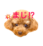 トイプードル リロのスタンプ ②（個別スタンプ：5）