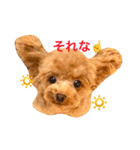 トイプードル リロのスタンプ ②（個別スタンプ：12）
