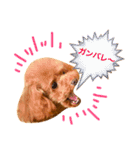 トイプードル リロのスタンプ ②（個別スタンプ：13）
