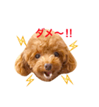 トイプードル リロのスタンプ ②（個別スタンプ：15）