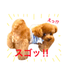 トイプードル リロのスタンプ ②（個別スタンプ：20）