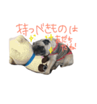 ゆるパグまめこのスタンプ（個別スタンプ：14）