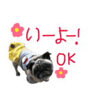 ゆるパグまめこのスタンプ（個別スタンプ：18）