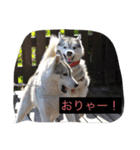 ハスキー大好き（個別スタンプ：6）