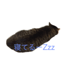 サブローの主張（個別スタンプ：1）