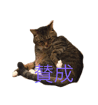 サブローの主張（個別スタンプ：5）