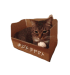 サブローの主張（個別スタンプ：6）