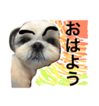 shih tzu -non2（個別スタンプ：1）