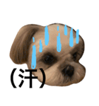 shih tzu -non2（個別スタンプ：2）