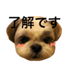 shih tzu -non2（個別スタンプ：3）