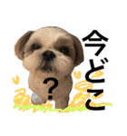 shih tzu -non2（個別スタンプ：4）
