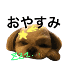 shih tzu -non2（個別スタンプ：5）
