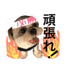 shih tzu -non2（個別スタンプ：6）