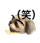 shih tzu -non2（個別スタンプ：7）