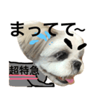 shih tzu -non2（個別スタンプ：8）