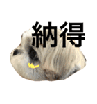 shih tzu -non2（個別スタンプ：9）