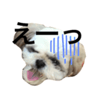 shih tzu -non2（個別スタンプ：10）