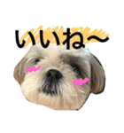 shih tzu -non2（個別スタンプ：11）