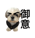 shih tzu -non2（個別スタンプ：12）