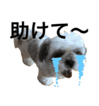shih tzu -non2（個別スタンプ：13）
