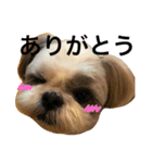 shih tzu -non2（個別スタンプ：14）