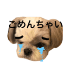 shih tzu -non2（個別スタンプ：15）