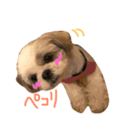 shih tzu -non2（個別スタンプ：16）