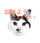 Doro stumps（個別スタンプ：1）