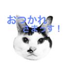 Doro stumps（個別スタンプ：4）