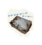 ネコは毛玉 5（個別スタンプ：1）