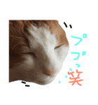 ネコは毛玉 5（個別スタンプ：7）