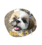 シーとドン（個別スタンプ：1）