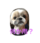 シーとドン（個別スタンプ：2）