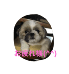 シーとドン（個別スタンプ：3）