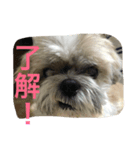 シーとドン（個別スタンプ：7）