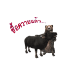 Grizzly Bear for Play Stock（個別スタンプ：7）
