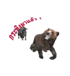 Grizzly Bear for Play Stock（個別スタンプ：10）