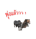 Grizzly Bear for Play Stock（個別スタンプ：13）