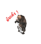 Grizzly Bear for Play Stock（個別スタンプ：23）
