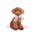 poodle214（個別スタンプ：1）