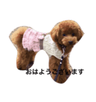 poodle214（個別スタンプ：3）