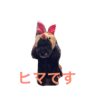 poodle214（個別スタンプ：4）