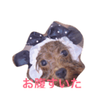 poodle214（個別スタンプ：5）