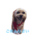 poodle214（個別スタンプ：6）