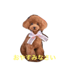 poodle214（個別スタンプ：7）
