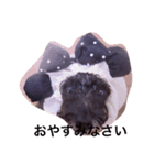 poodle214（個別スタンプ：8）