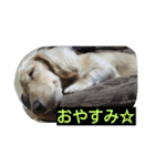 もも 2017 その1（個別スタンプ：4）