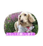 もも 2017 その1（個別スタンプ：5）