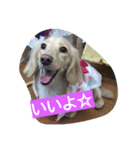 もも 2017 その1（個別スタンプ：6）