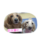 もも 2017 その1（個別スタンプ：7）